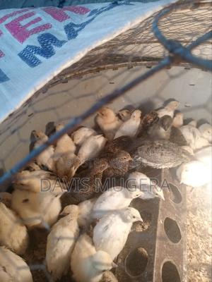 Young Quail Chicks for Breeding Pets - thumbnail 2