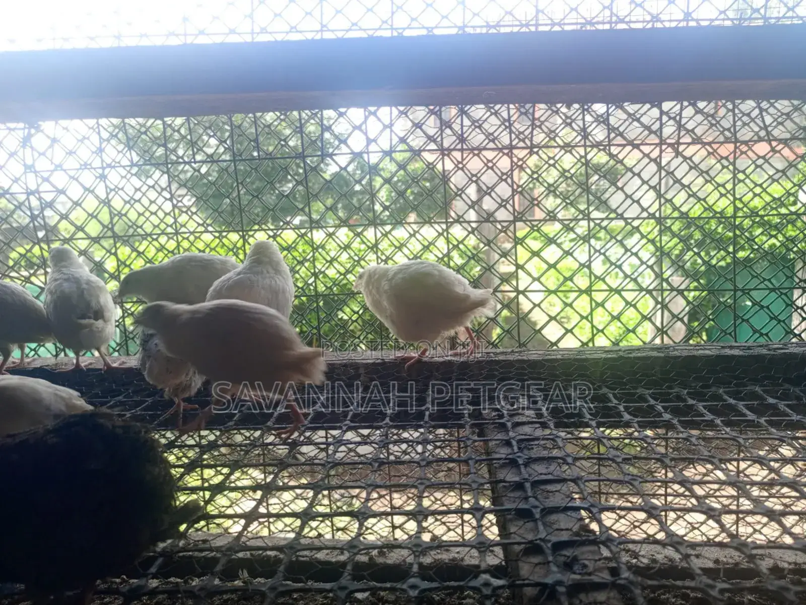 Young Quail Chicks for Breeding Pets