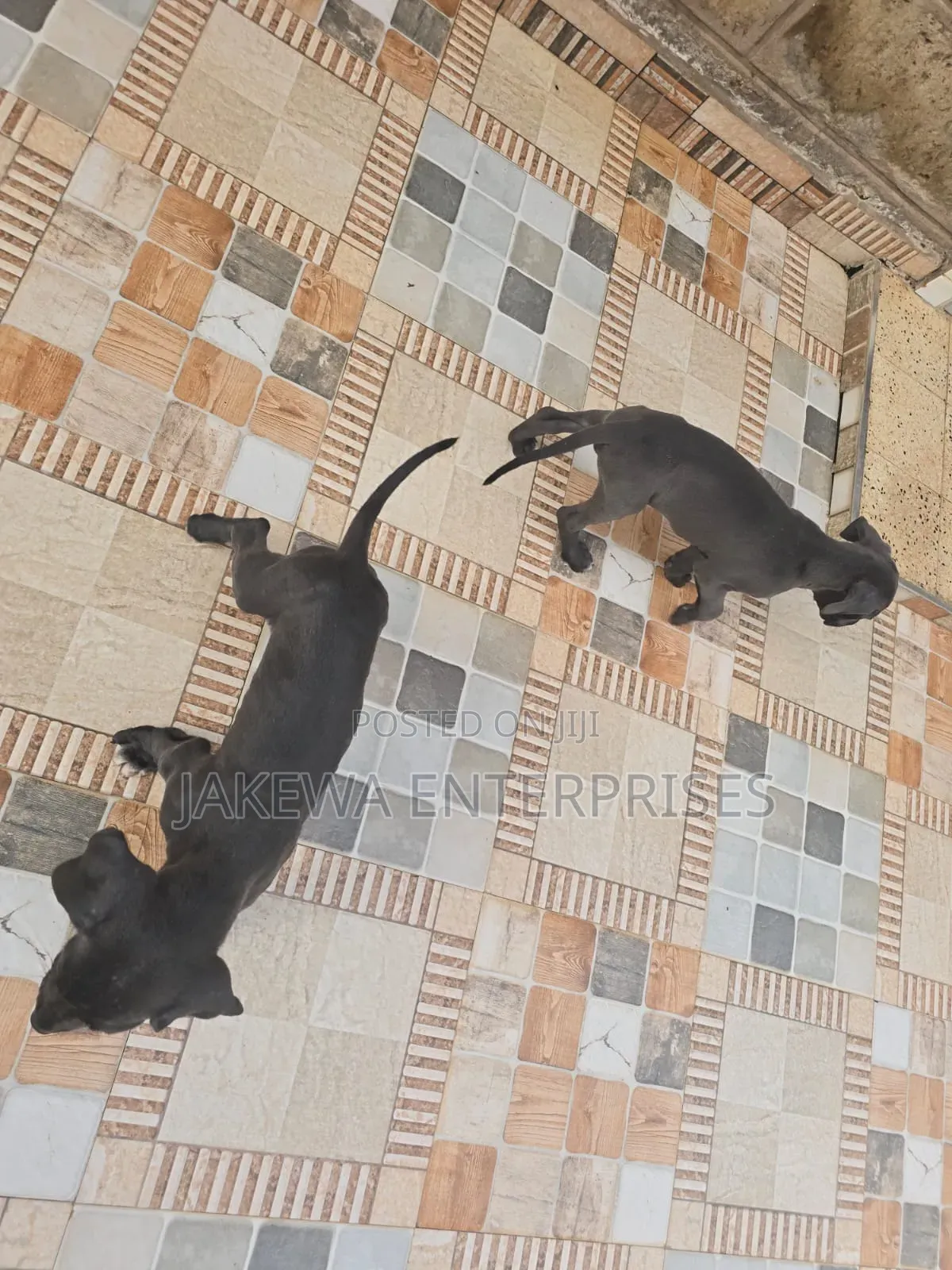 1-3 months Female Purebred Great Dane