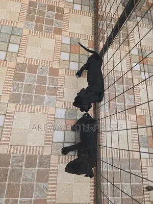 1-3 months Female Purebred Great Dane