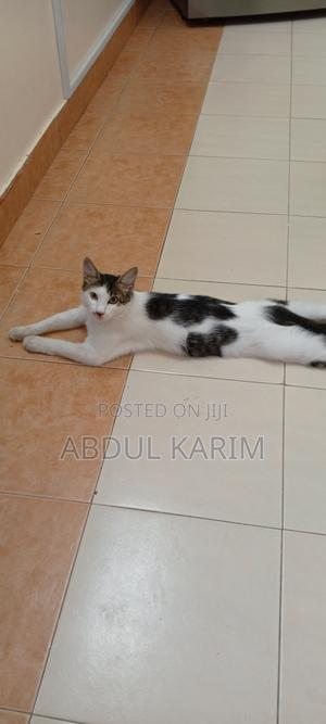 3-6 months Female Mixed Breed American Shorthair - thumbnail 2