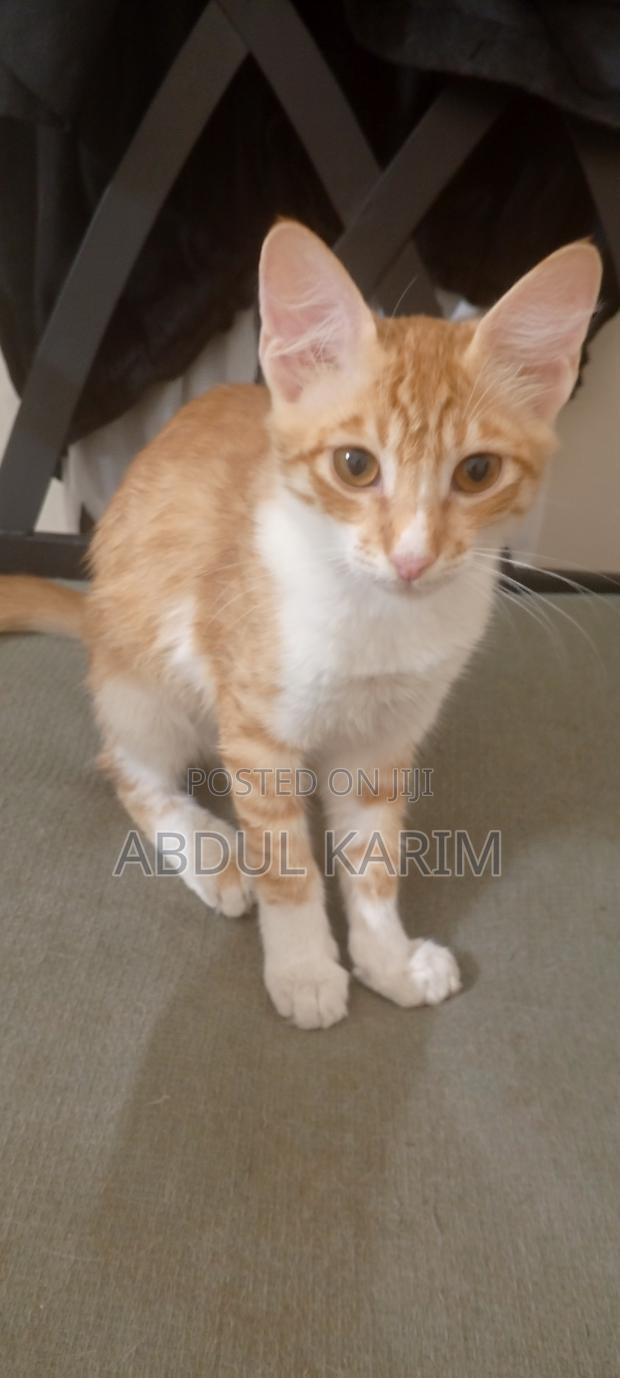 3-6 months Female Mixed Breed American Shorthair - thumbnail 3