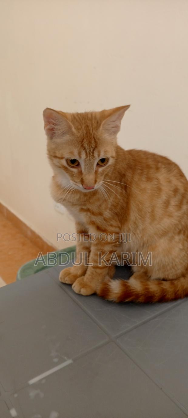 3-6 months Female Mixed Breed American Shorthair - thumbnail 4