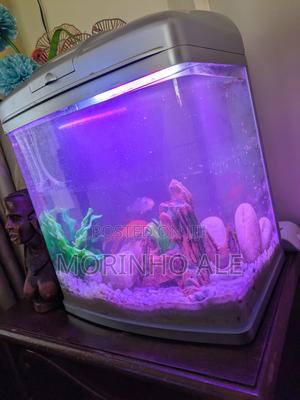 Assorted Gold Fish - thumbnail 2