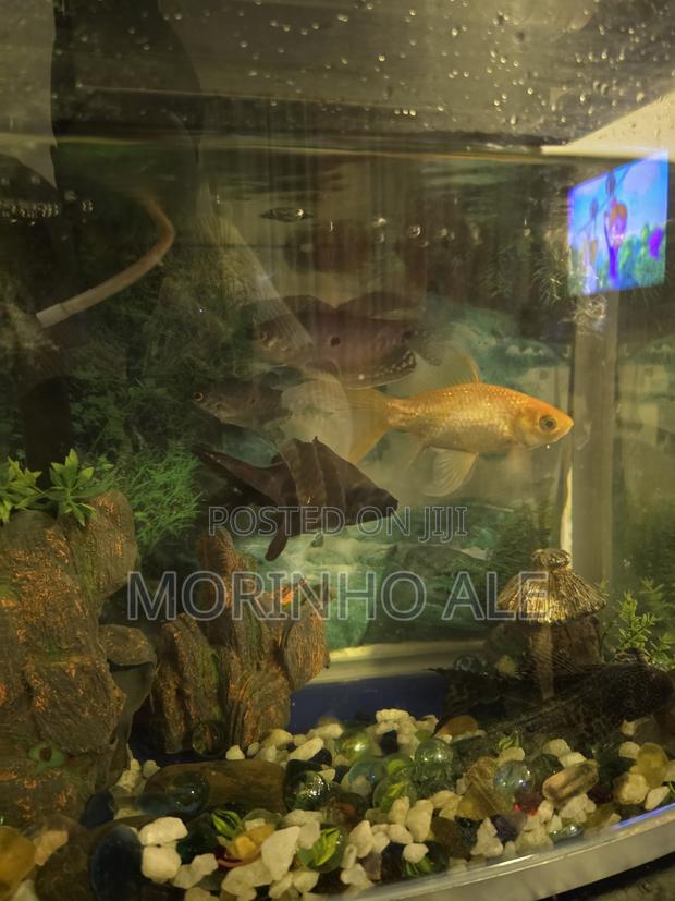 Assorted Gold Fish - thumbnail 3