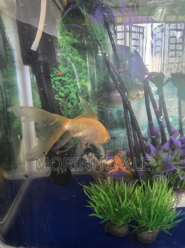 Assorted Gold Fish - thumbnail 4