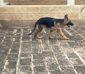 3-6 months Male Purebred German Shepherd - thumbnail 2