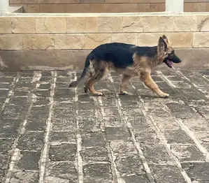 3-6 months Male Purebred German Shepherd