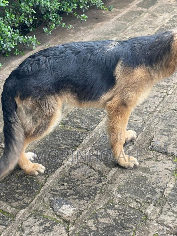 3-6 months Male Purebred German Shepherd - thumbnail 3