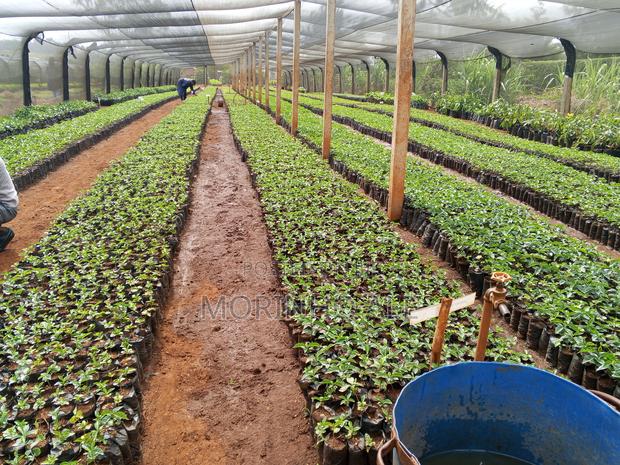 Certified Coffee Seedlings - thumbnail 3