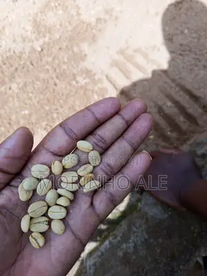 Certified Coffee Seedlings