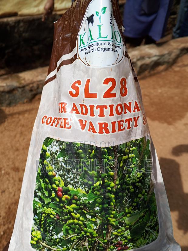 Certified Coffee Seedlings - thumbnail 5