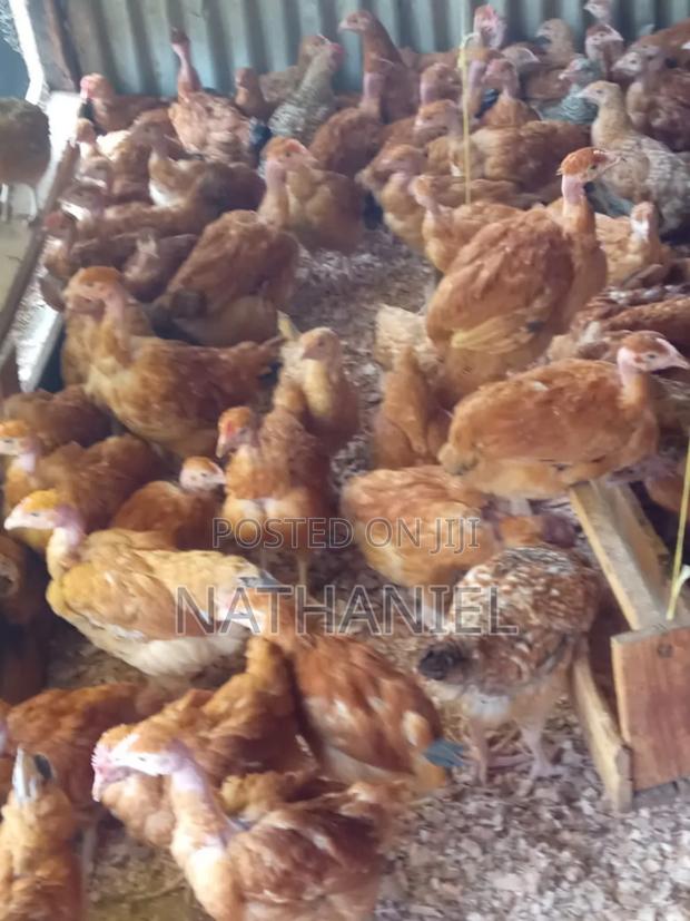 2 Months Kenbro Vaccinated Chick's
