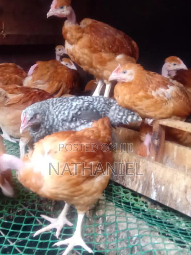 2 Months Kenbro Vaccinated Chick's - thumbnail 3