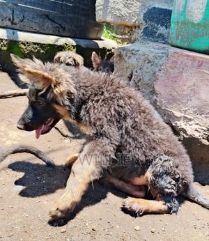 1-3 months Female Purebred German Shepherd - thumbnail 2