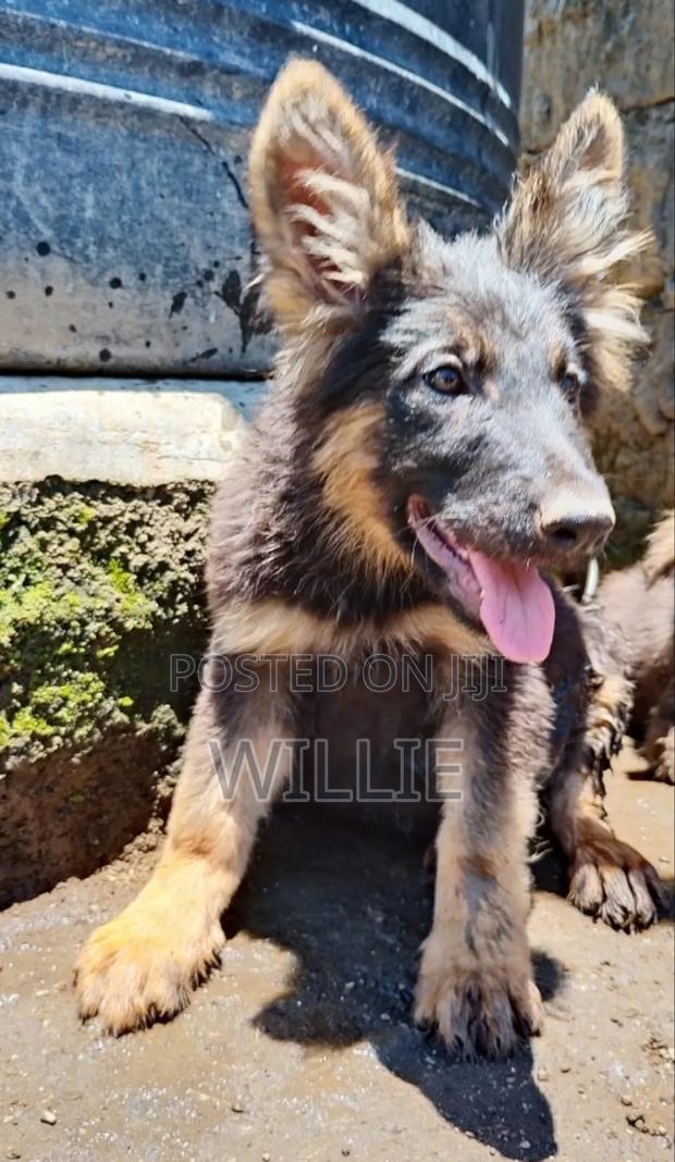 1-3 months Female Purebred German Shepherd - thumbnail 3