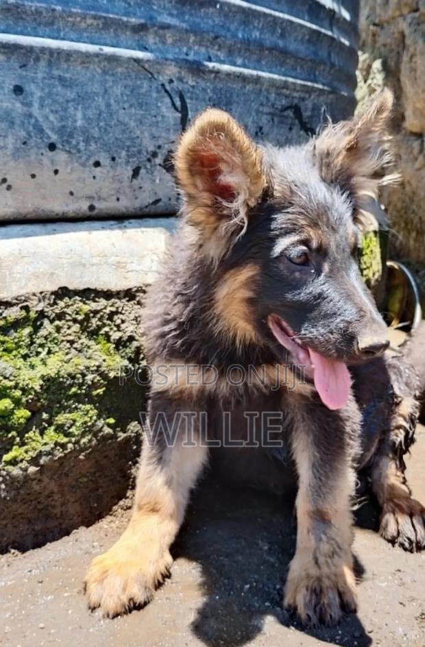 1-3 months Female Purebred German Shepherd - thumbnail 4