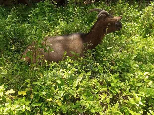 Alpine for Meat - main view