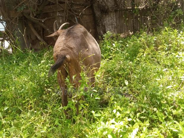 Alpine for Meat - thumbnail 2