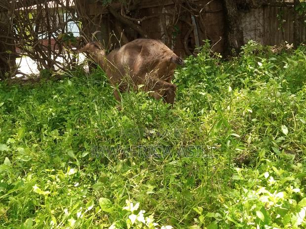 Alpine for Meat - thumbnail 3