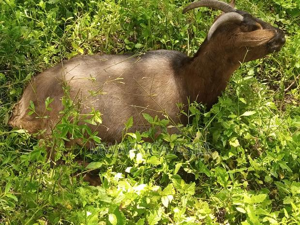 Alpine for Meat - thumbnail 4