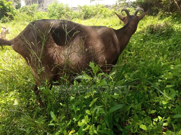 Alpine for Meat - thumbnail 5