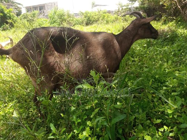 Alpine for Meat - thumbnail 6