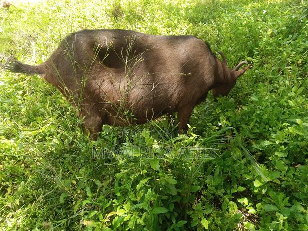 Alpine for Meat - thumbnail 7