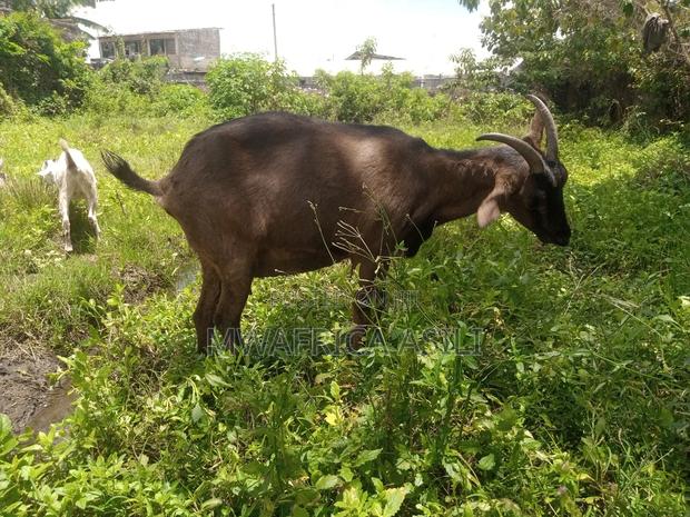 Alpine for Meat - thumbnail 8