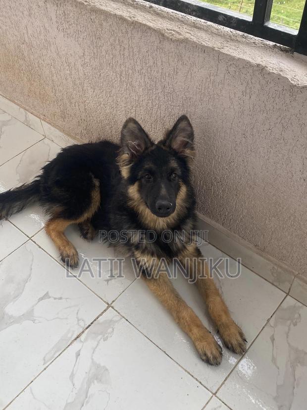 6-12 months Male Purebred German Shepherd