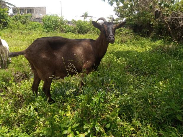 Alpine for Meat - thumbnail 9