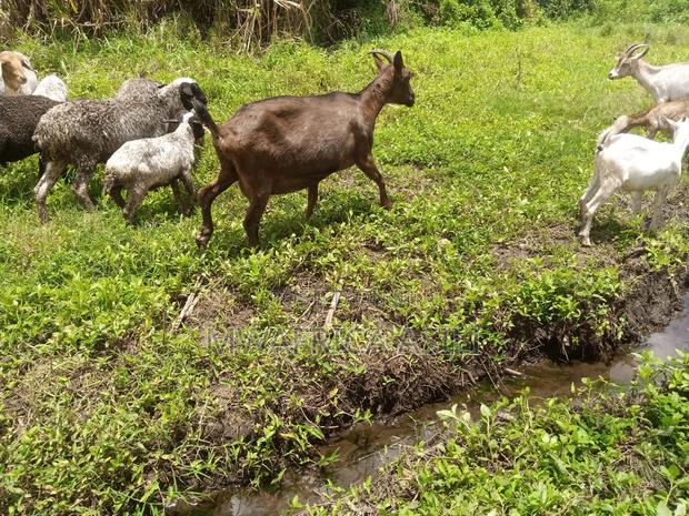 Alpine for Meat - thumbnail 10