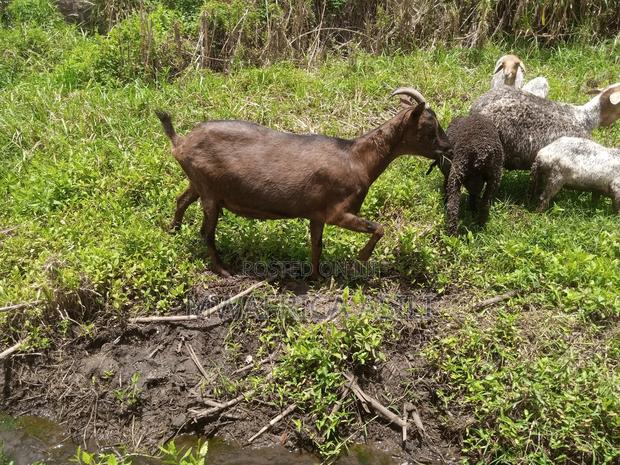 Alpine for Meat - thumbnail 11