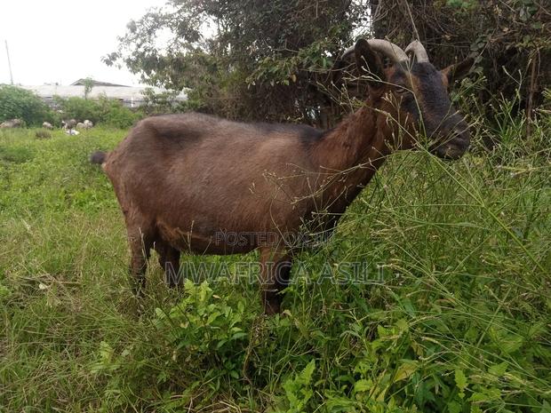 Alpine for Meat - thumbnail 12