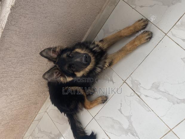 6-12 months Male Purebred German Shepherd - thumbnail 2