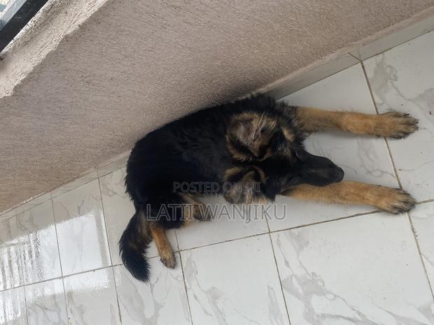 6-12 months Male Purebred German Shepherd - thumbnail 3