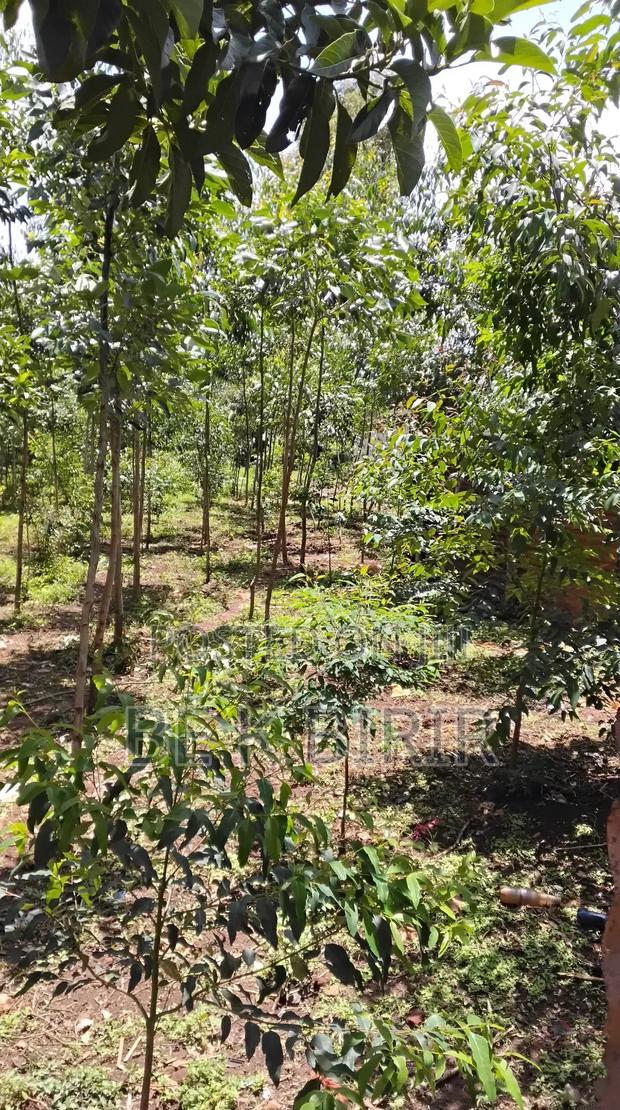 Land for Sale - thumbnail 2