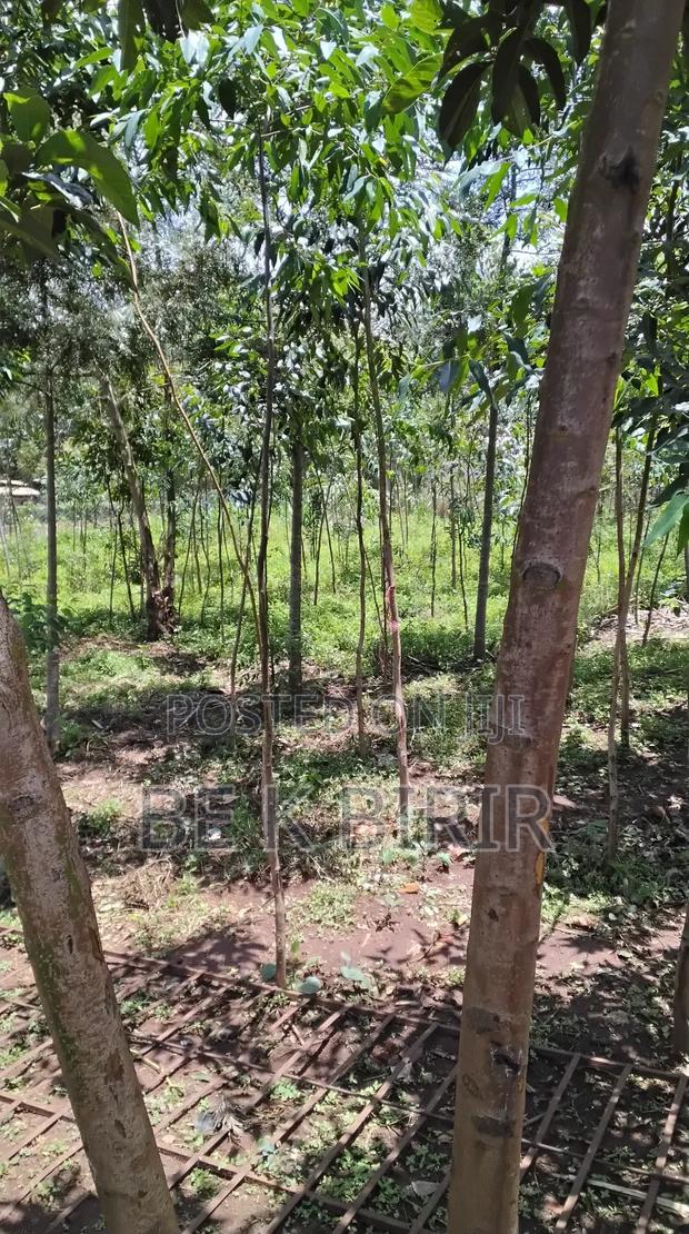Land for Sale - thumbnail 3