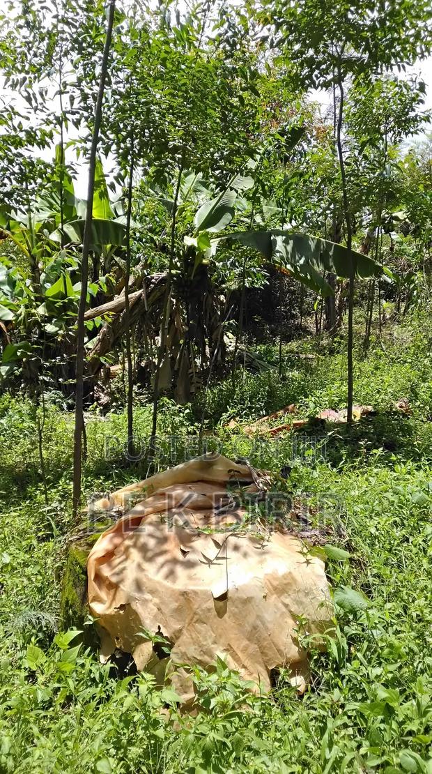 Land for Sale - thumbnail 6