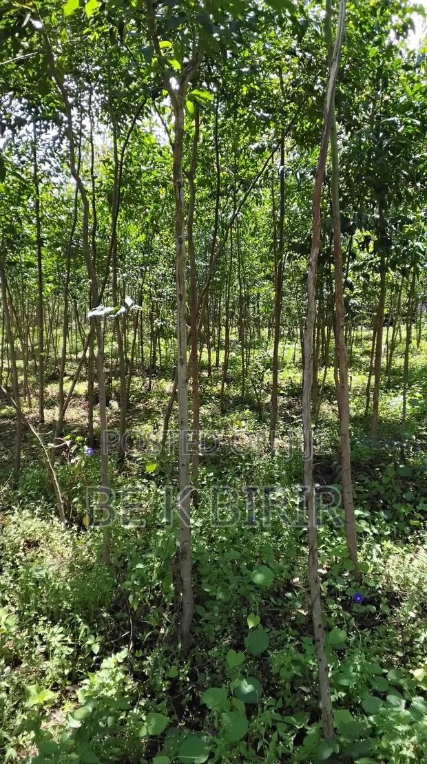 Land for Sale - thumbnail 9