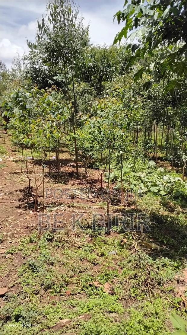 Land for Sale - thumbnail 13