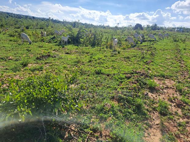 Prime 1/8 Acre Plot – Only 200m From Tarmac (Makuyu Mananja) - thumbnail 5