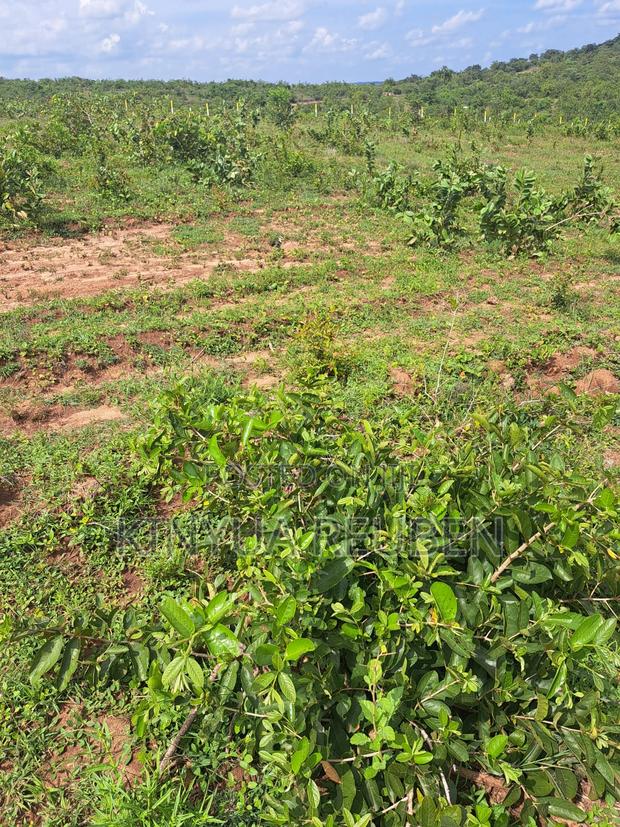 Prime 1/8 Acre Plot – Only 200m From Tarmac (Makuyu Mananja) - thumbnail 6