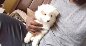 1-3 months Female Purebred Japanese Spitz - thumbnail 2