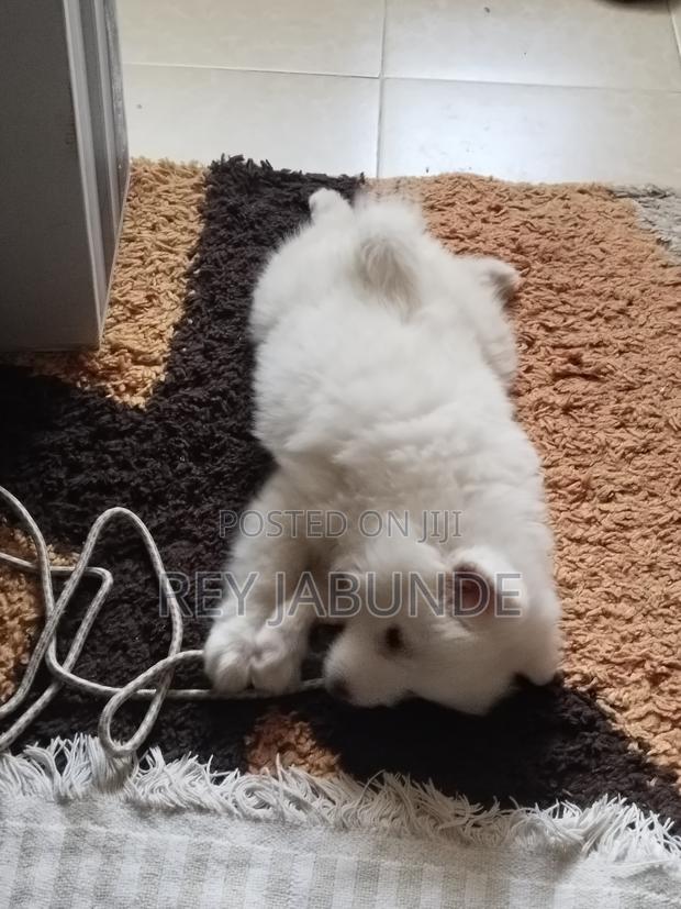 1-3 months Female Purebred Japanese Spitz - thumbnail 3
