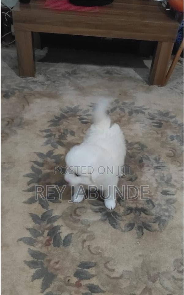 1-3 months Female Purebred Japanese Spitz - thumbnail 4