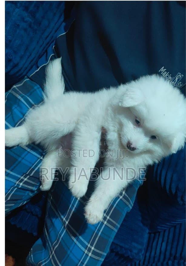 1-3 months Female Purebred Japanese Spitz - thumbnail 5