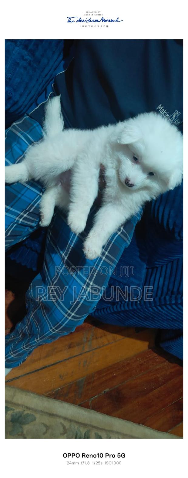 1-3 months Female Purebred Japanese Spitz - thumbnail 7