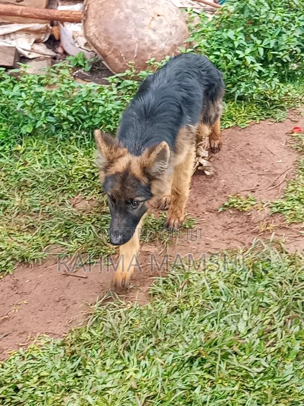 3-6 months Male Purebred German Shepherd - main view