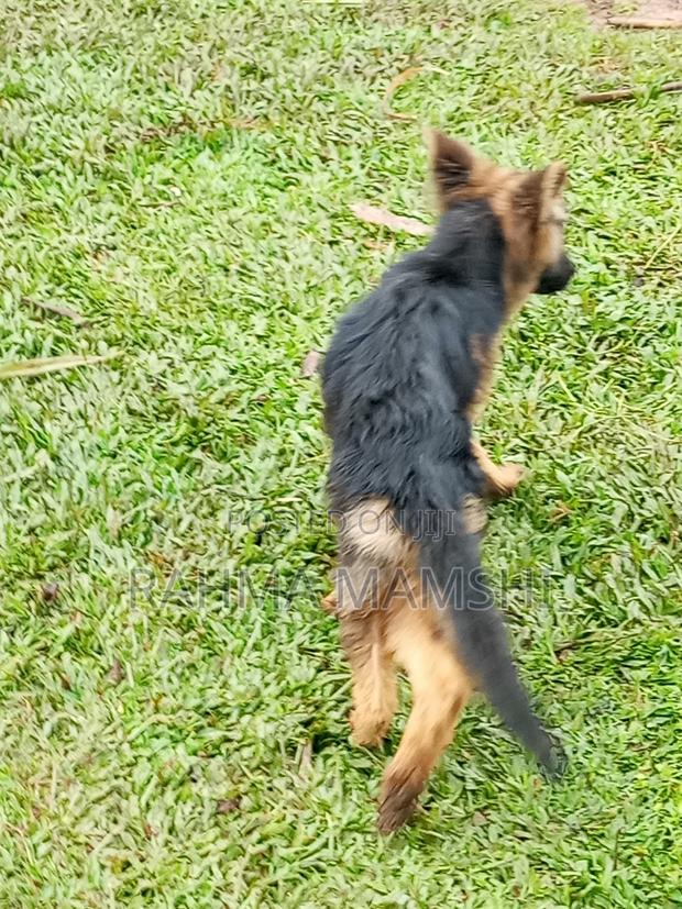3-6 months Male Purebred German Shepherd - thumbnail 2